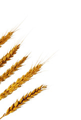 Image showing Wheat