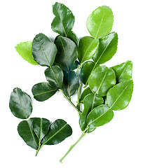 Image showing Kaffir Lime Leafs