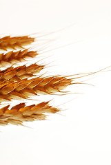 Image showing Wheat ears on white