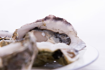 Image showing Oysters On A Plate