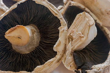 Image showing Mushrooms