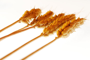 Image showing Warm wheat