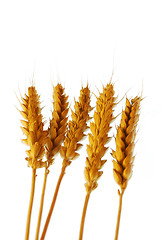 Image showing Wheat on white