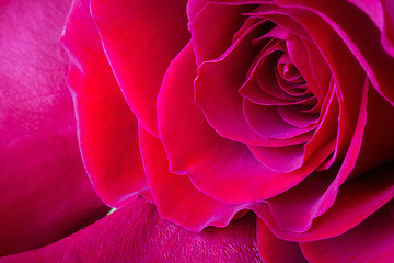 Image showing Vivid red rose, macro background