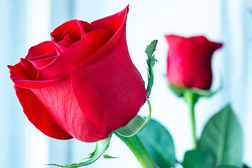 Image showing Beautiful and bright red roses