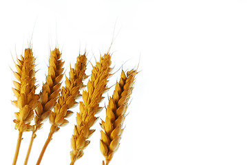 Image showing Wheat with copy space