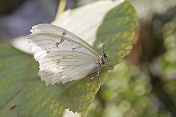 Image showing Butterfly