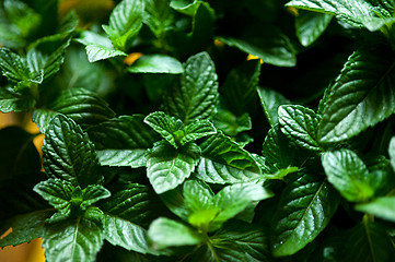 Image showing fresh mint plant 