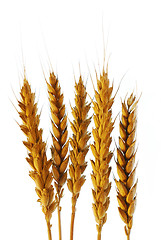 Image showing Wheat ready for harwest