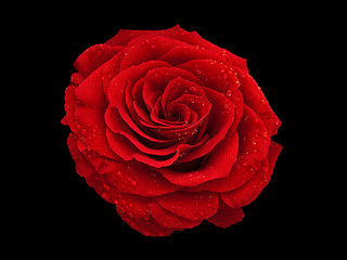 Image showing rose