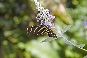 Image showing Butterfly