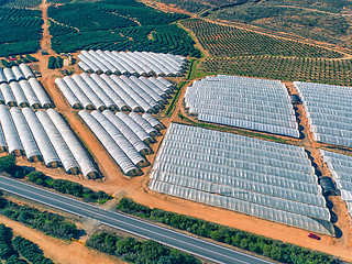 Image showing Aerial View Fruit and Orange Trees Plantation