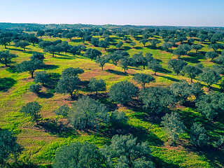 Image showing Aerial View Green Fields with Trees
