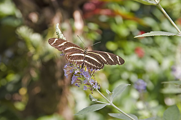 Image showing Butterfly