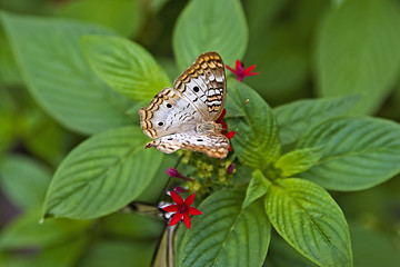 Image showing Butterfly