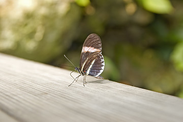 Image showing Butterfly