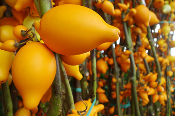 Image showing Solanum mammosum on the market