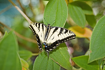 Image showing Butterfly