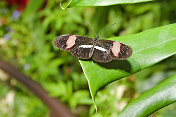 Image showing Butterfly