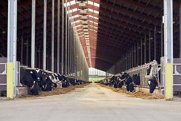 Image showing herd of cows eating hay in cowshed on dairy farm