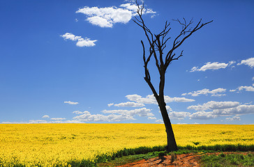 Image showing Bare tree and golden canola in spring sunshine