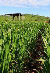 Image showing Young wheat growing in a field