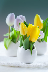 Image showing Easter tulips in fresh colors