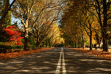 Image showing Autumn trees along a street in the Fall season
