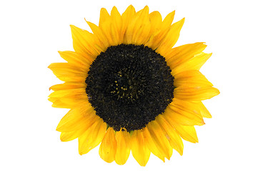 Image showing Sunflower