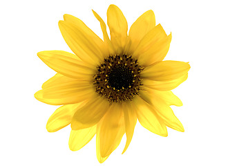 Image showing Sunflower