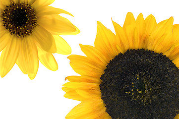 Image showing Sunflower