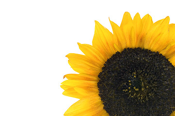 Image showing Sunflower