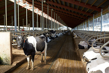 Image showing herd of cows in cowshed stable on dairy farm