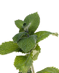 Image showing Mint leafs