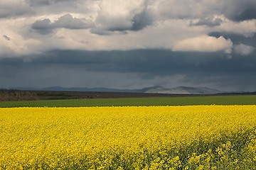 Image showing Rapeseed field landscape