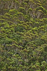 Image showing Trees in the woods