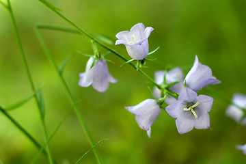 Image showing Bluebell flowres