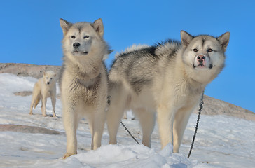 Image showing Greenland sled dogs