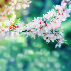 Image showing Spring Blured Floral Background