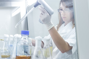 Image showing Life science researcher grafting bacteria.