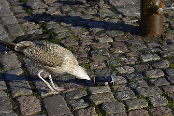 Image showing HELSINKI, FINLAND – OKTOBER 2, 2016: Seagull drinking beer out