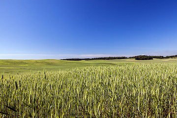 Image showing Field with cereal