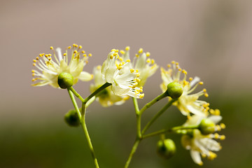 Image showing flowering linden trees