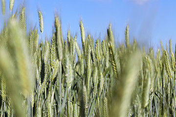 Image showing Field with cereal