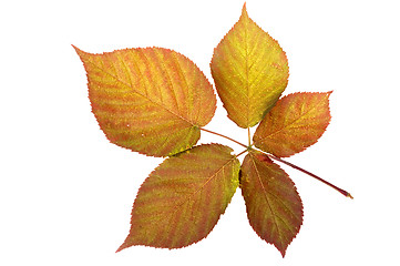 Image showing Autumn leaf