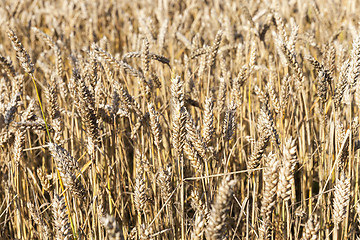 Image showing field with rye