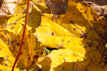 Image showing The fallen maple leaves