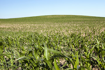 Image showing Field of green corn