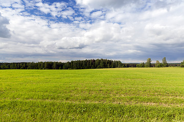 Image showing Field with cereal