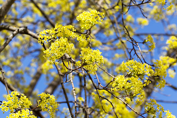 Image showing flowering maple tree